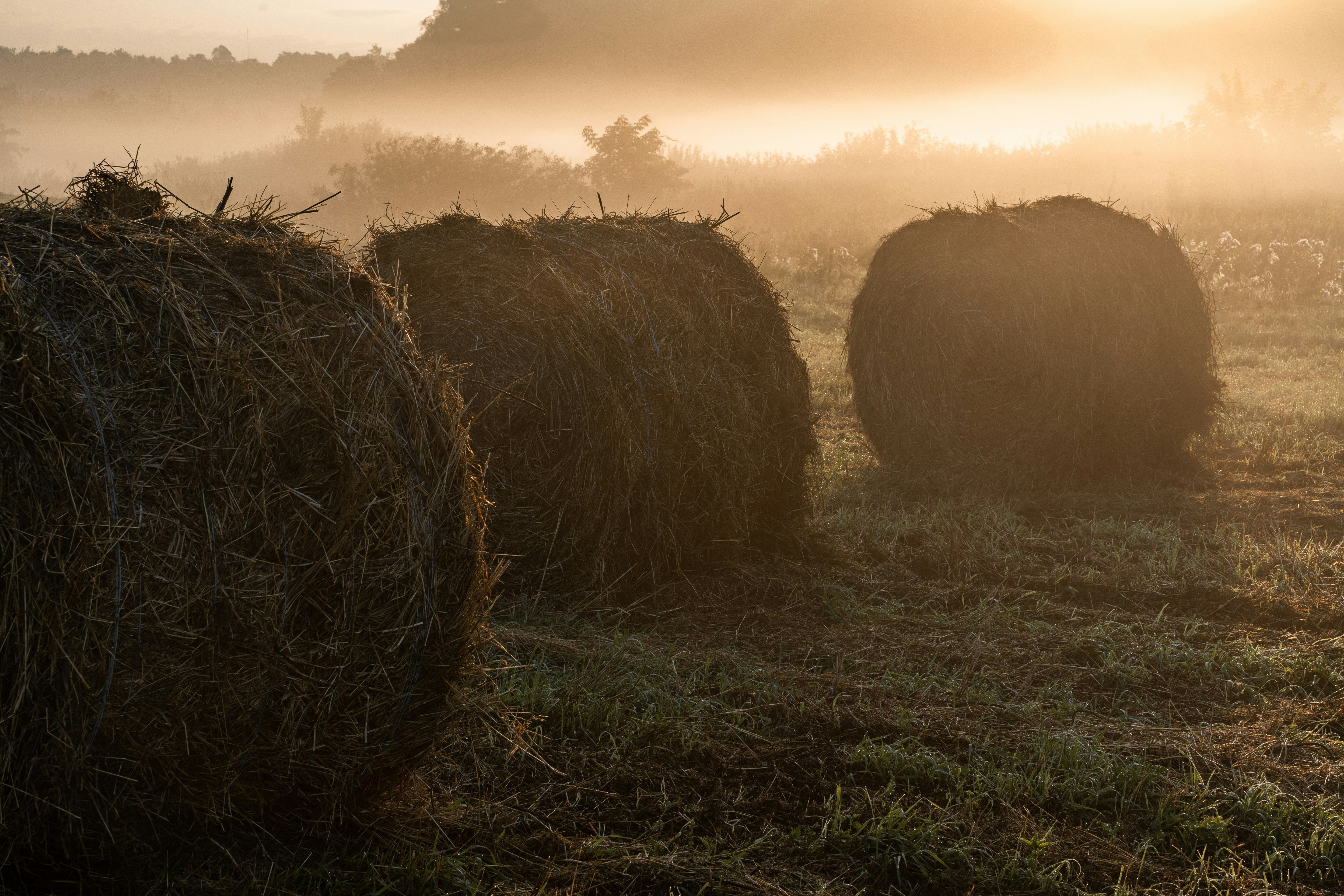 Hay Bales