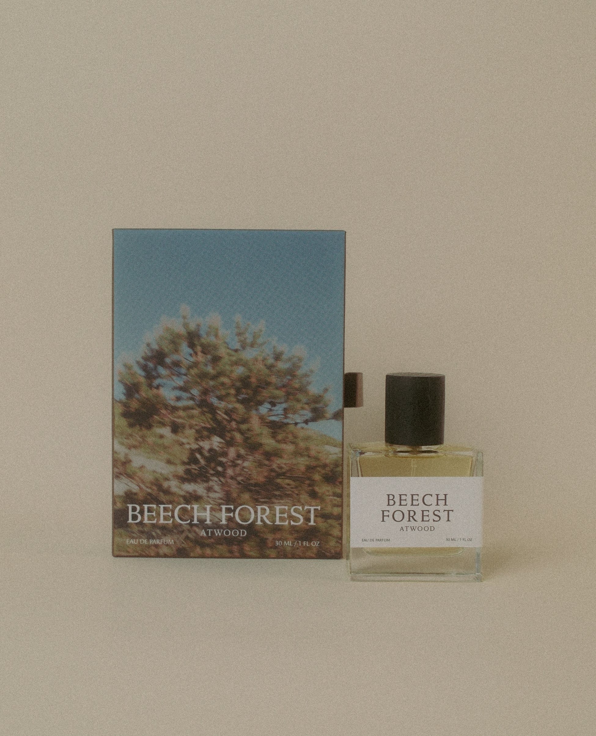 Beech Forest